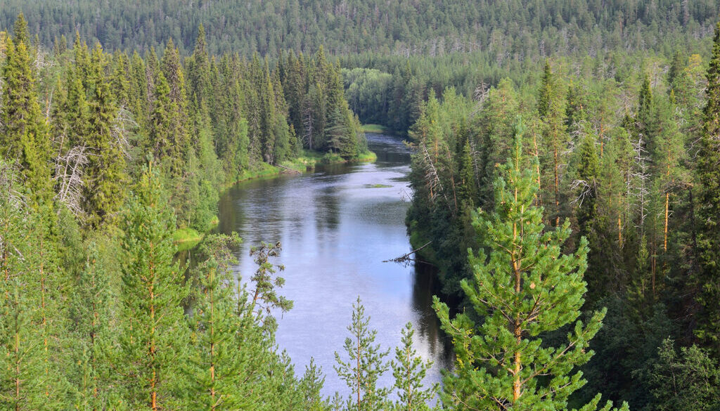 Oulankajoki-river-forest-Finland-Oulanka-National-Park