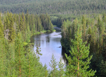 Oulankajoki-river-forest-Finland-Oulanka-National-Park