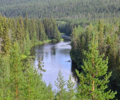 Oulankajoki-river-forest-Finland-Oulanka-National-Park