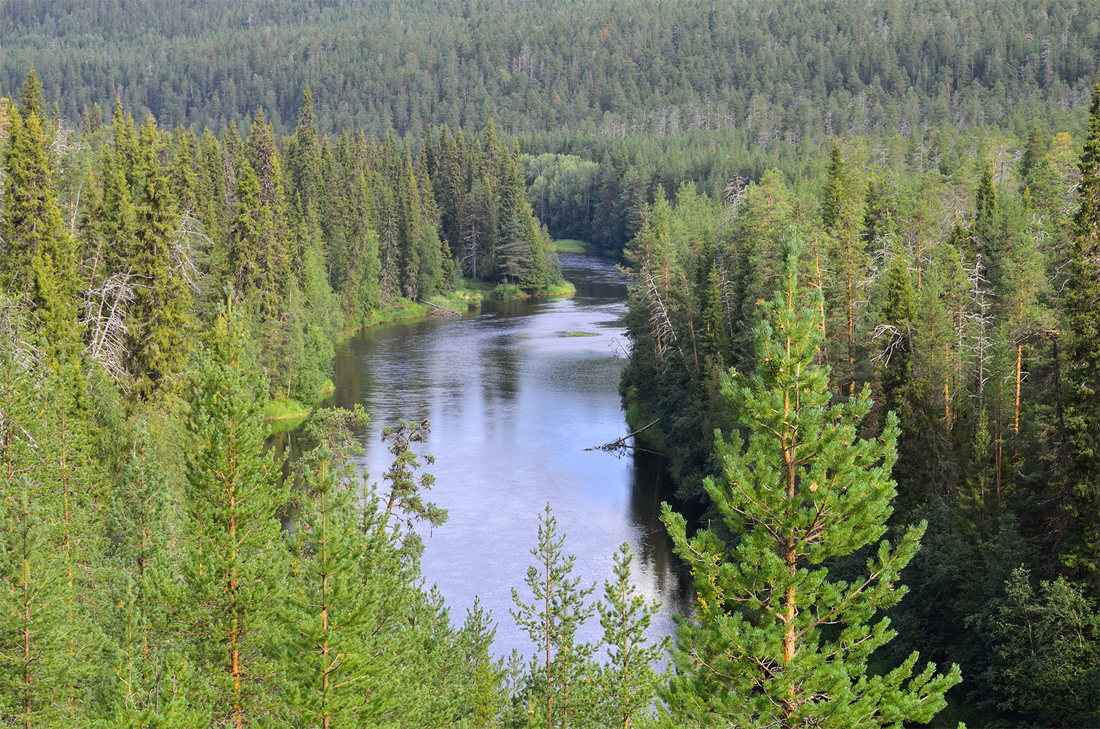Oulankajoki-river-forest-Finland-Oulanka-National-Park