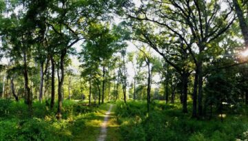 arie-crown-forest-oliver-kolb-3-aug19