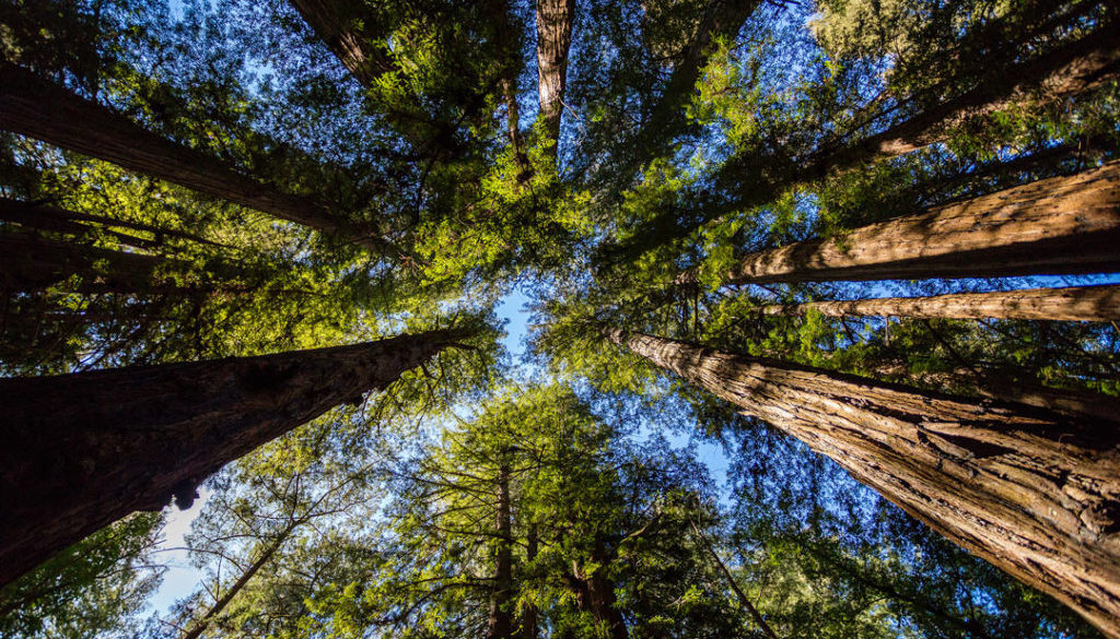 Redwoods-3 (1)