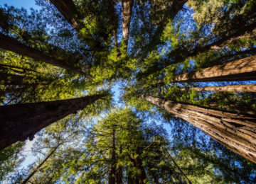 Redwoods-3 (1)